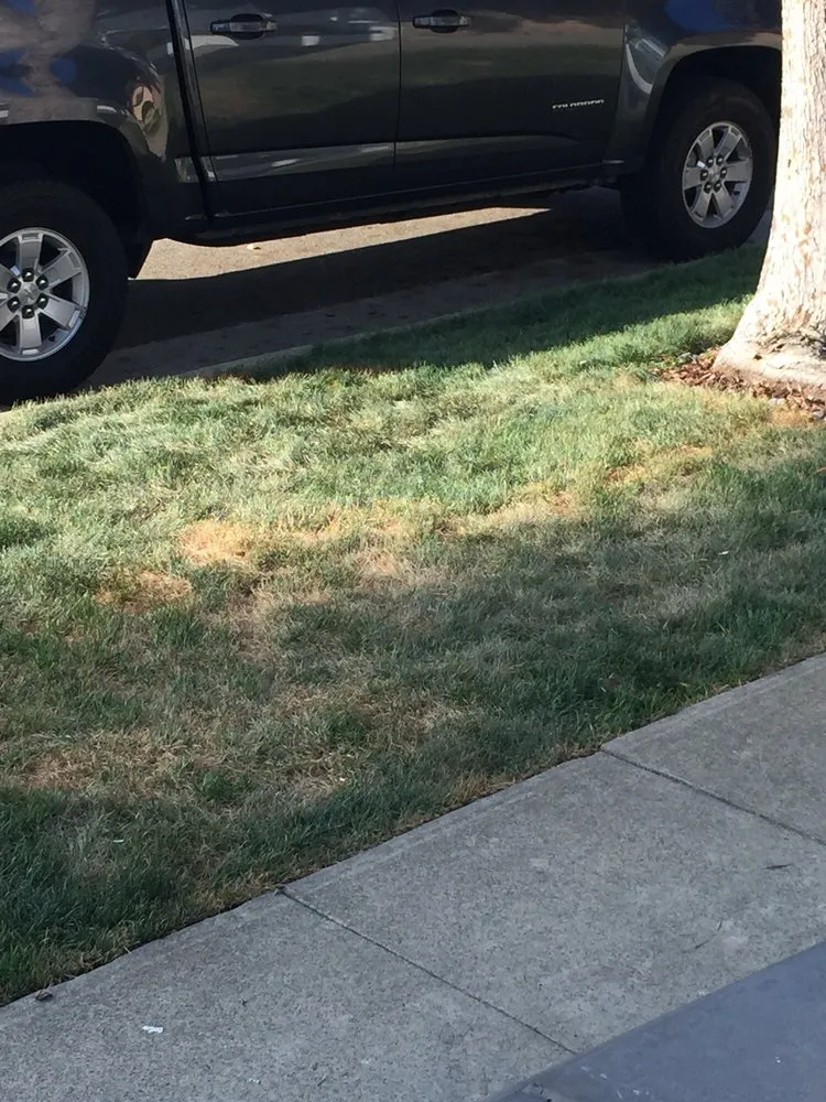 Reliable lawn care service in Fullerton, CA by Elite Green Lawn Painting
