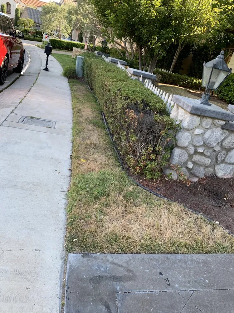 Affordable yard cleanup service in Fullerton, CA - Elite Green Lawn Painting