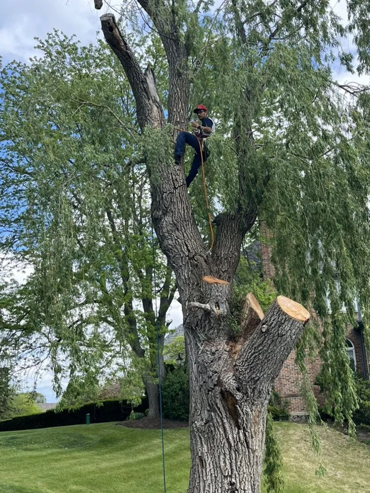 Reliable yard maintenance for beautiful yards in Barrington, IL by Elite Jc Services