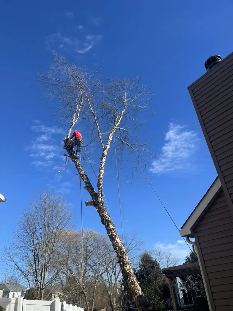 Expert yard maintenance for outdoor upgrades in Barrington, IL by Elite Jc Services