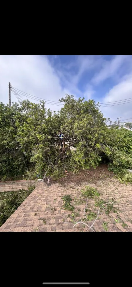 Reliable residential landscaping in El Monte, CA by Elite Junk Removal