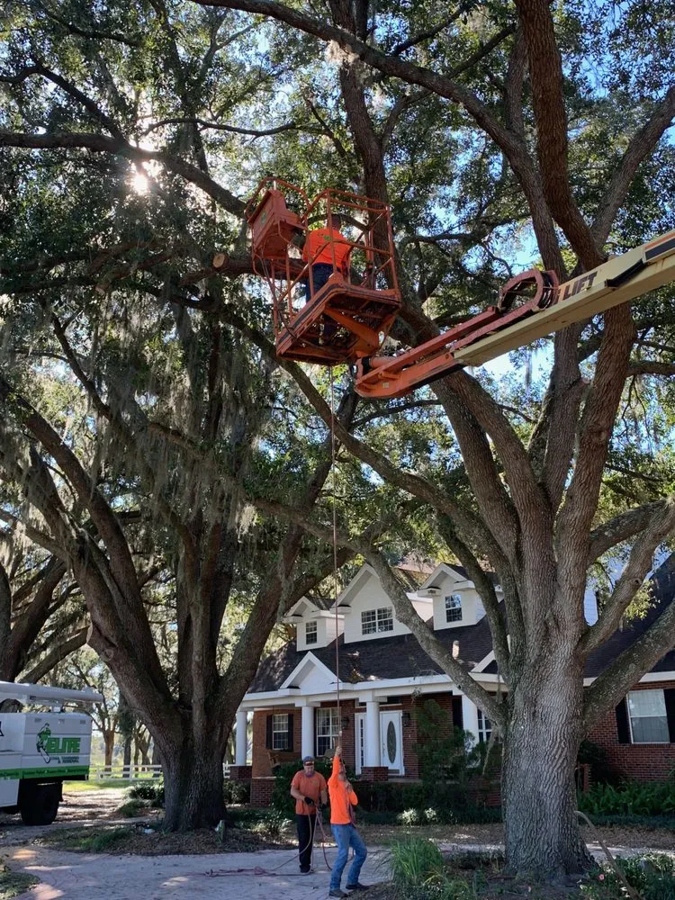 Professional yard maintenance in Kathleen, FL - Elite Land Management