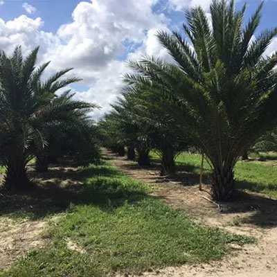 Local landscape installation with custom design across Boynton Beach, FL - Elite Landscape Concepts