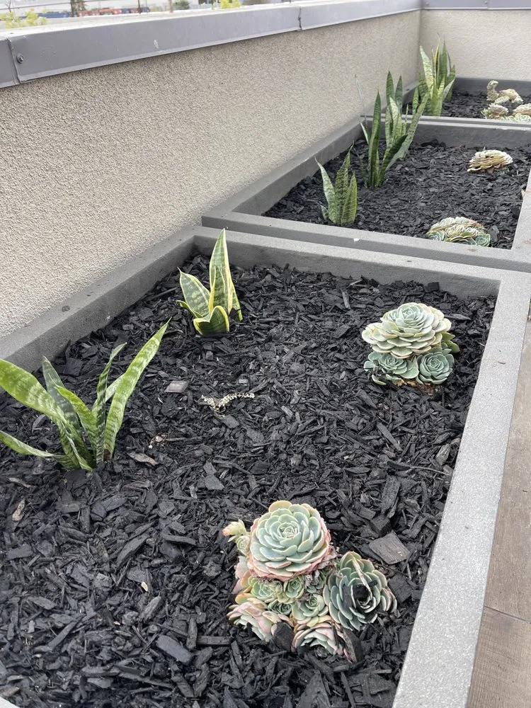 Top-rated lawn care service for year-round maintenance across Jurupa Valley, CA - Elite Landscape Group