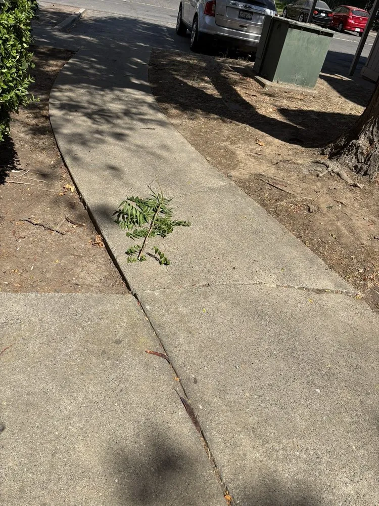 Local landscaping services experts serving Sacramento, CA - Elite Landscape