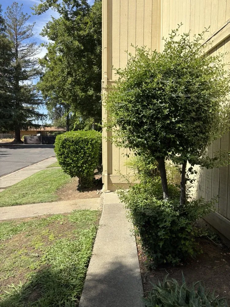 Expert yard maintenance in Sacramento, CA by Elite Landscape