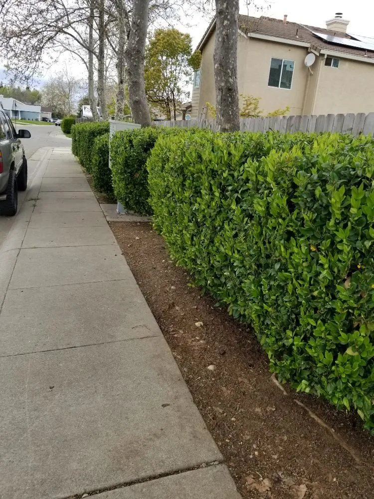 Professional landscape installation experts serving Sacramento, CA - Elite Landscape