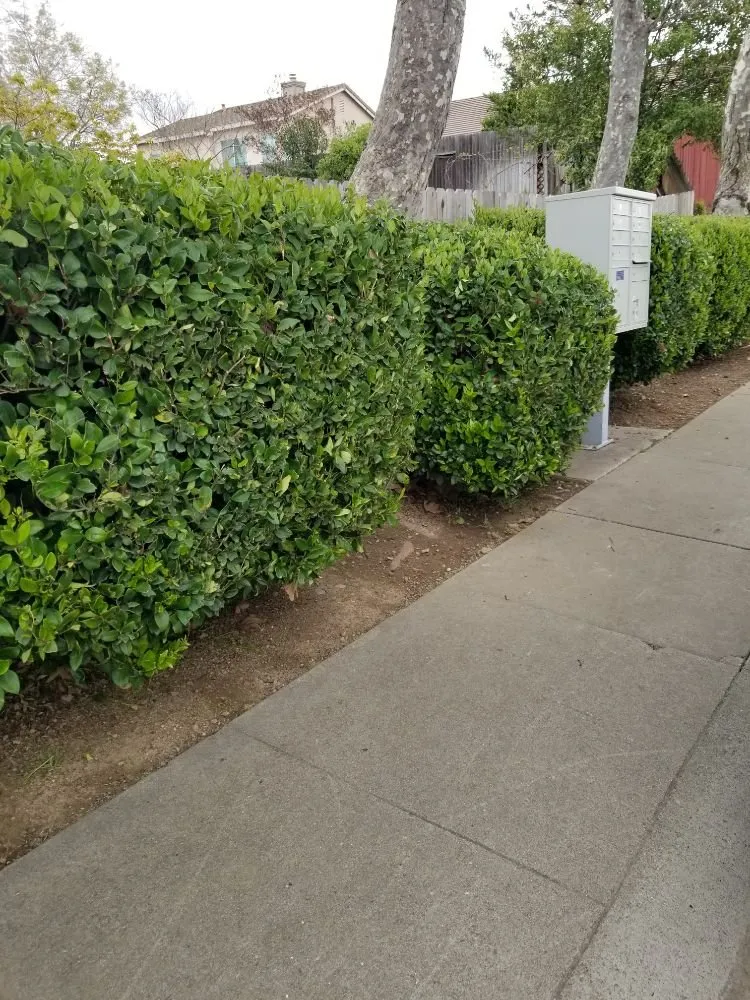 Local landscape design experts serving Sacramento, CA - Elite Landscape