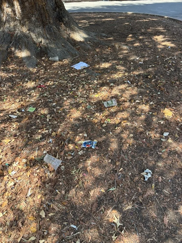 Reliable yard maintenance in Sacramento, CA - Elite Landscape