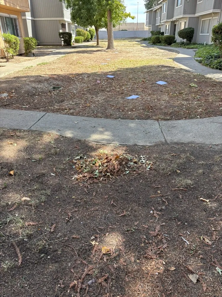 Reliable lawn mowing service in Sacramento, CA by Elite Landscape