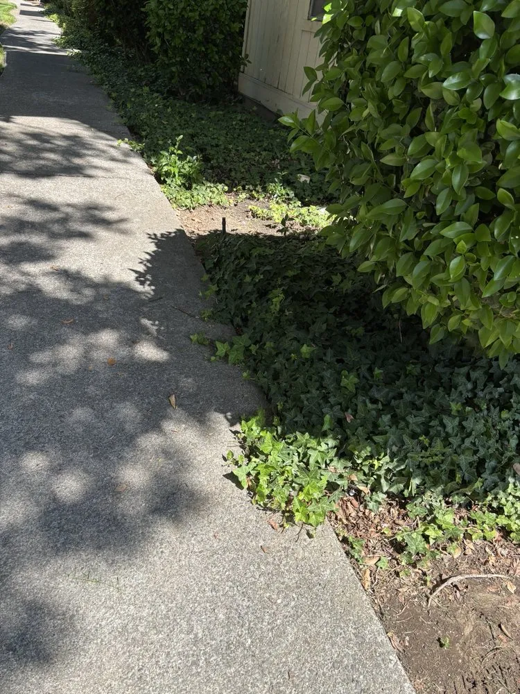 Local garden landscaping in Sacramento, CA by Elite Landscape