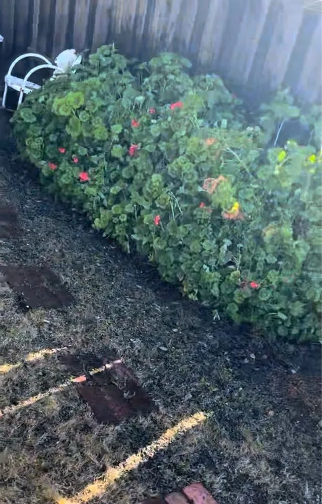 Affordable landscape design in San José, CA by Elite Landscapers