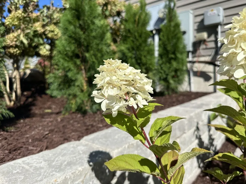 Trusted residential landscaping for outdoor upgrades in Charlotte, MI by Elite Landscapes