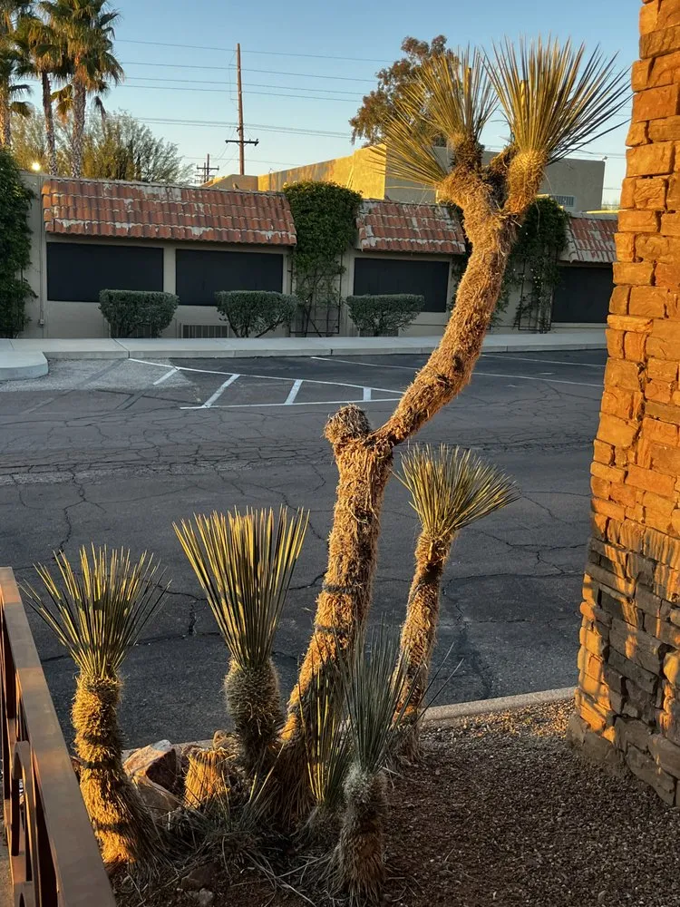 Top-rated landscaping services in Tucson, AZ - Elite Landscapes