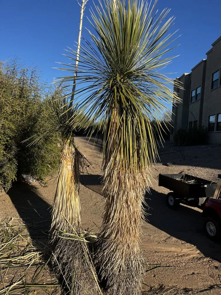 Expert garden landscaping in Tucson, AZ by Elite Landscapes