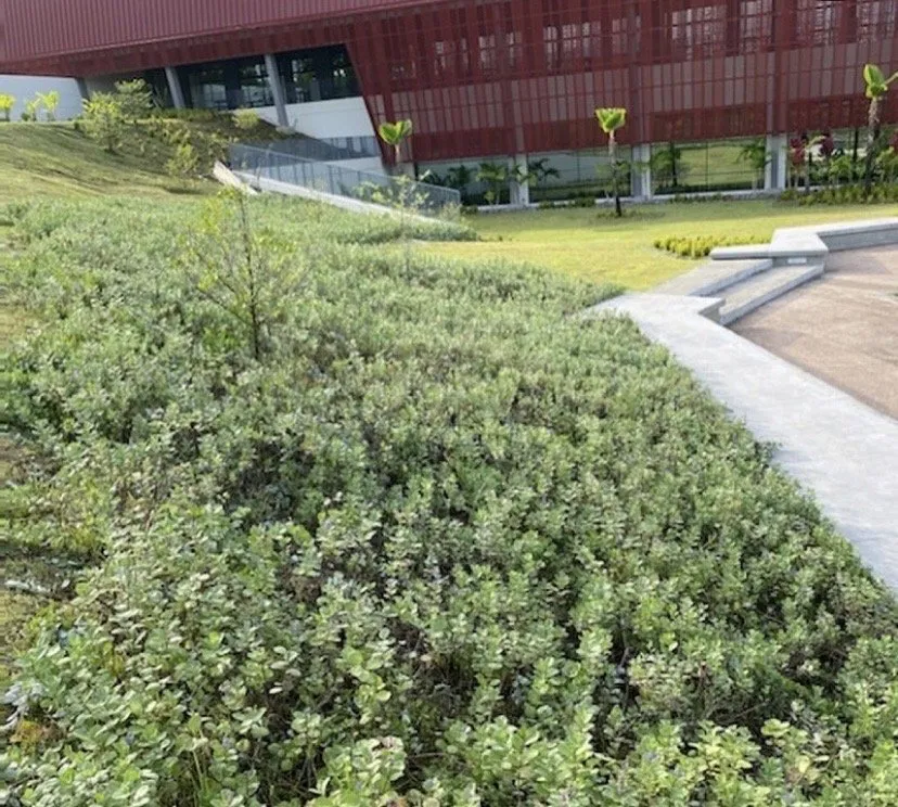 Reliable garden landscaping in Hilo, HI by Elite Landscaping & Irrigation