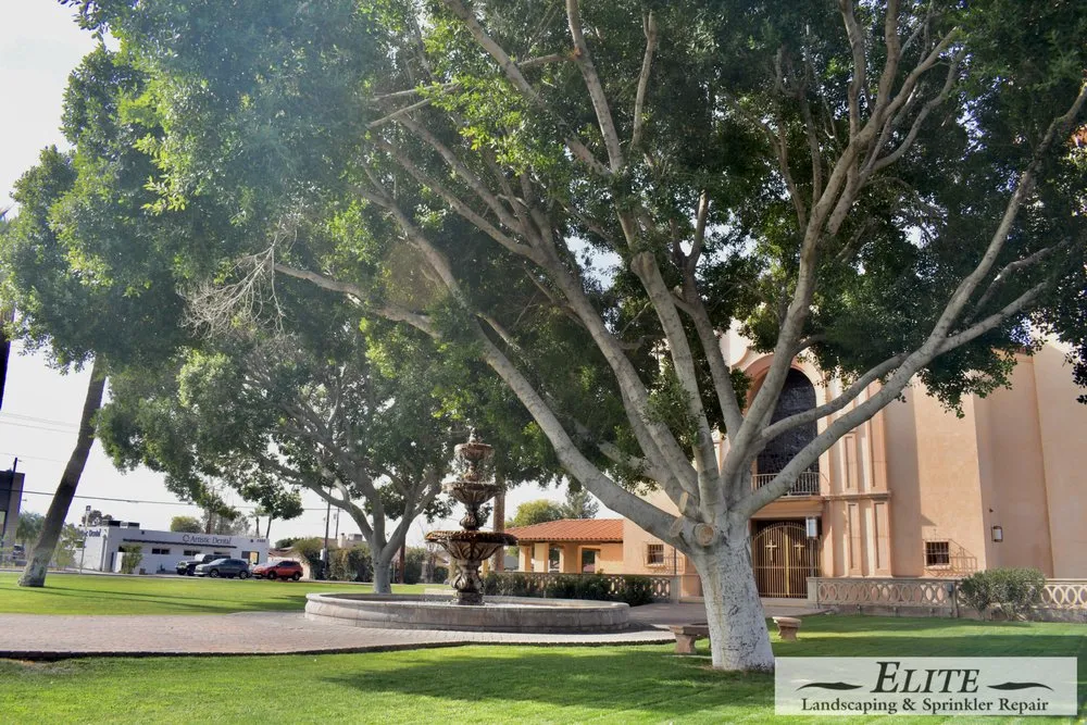 Top-rated yard cleanup service in Phoenix, AZ by Elite Landscaping & Sprinkler Repair