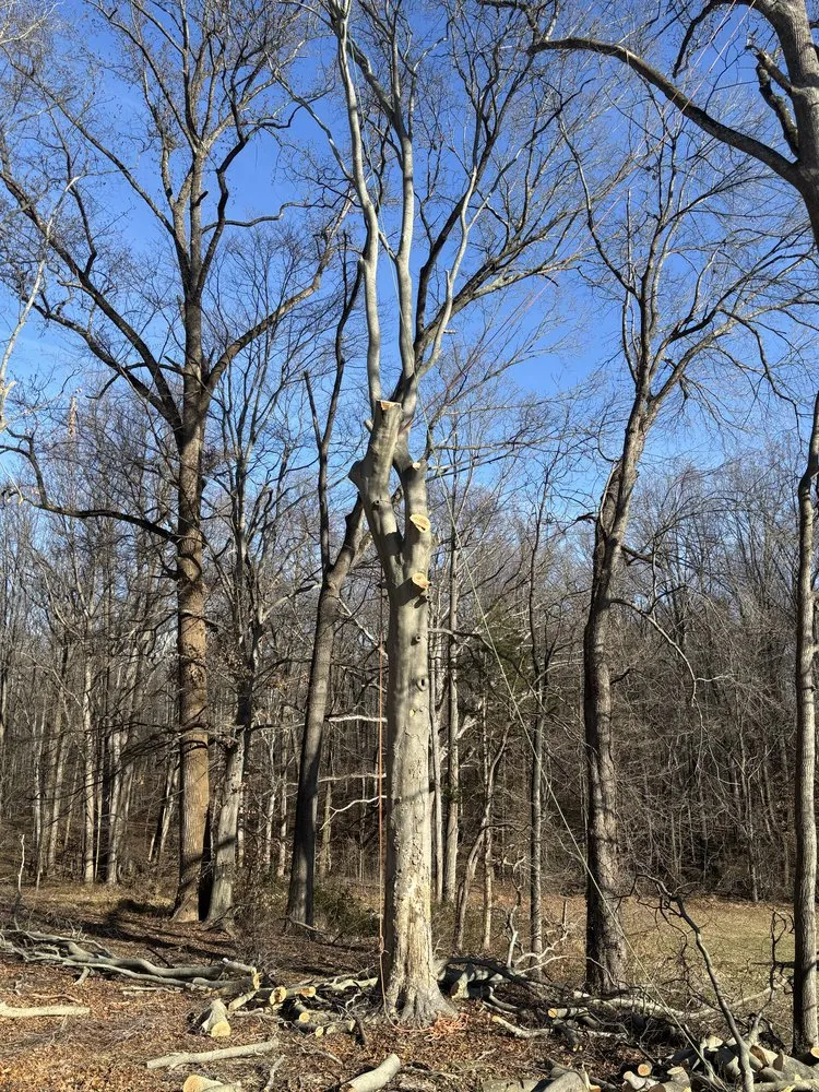 Expert landscape installation for year-round maintenance in Highland Beach, MD by Elite Landscaping & Tree Removal