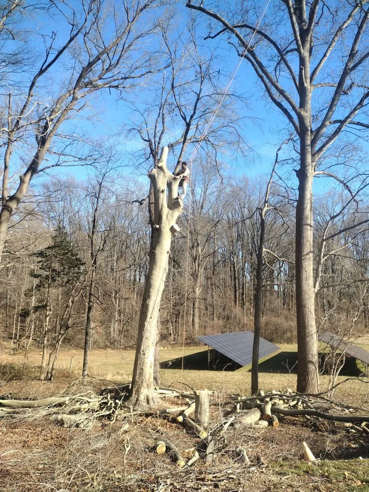 Trusted outdoor landscaping in Highland Beach, MD - Elite Landscaping & Tree Removal