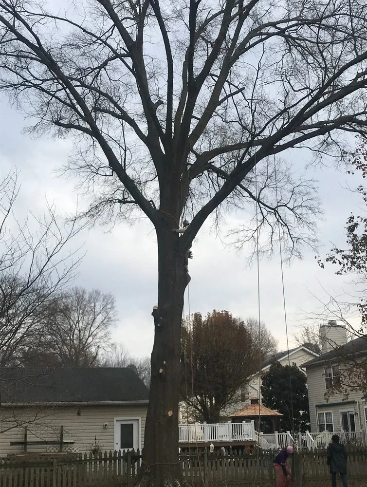 Expert landscaping services in Highland Beach, MD - Elite Landscaping & Tree Removal