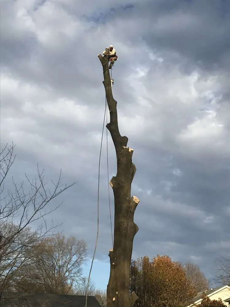 Local lawn care service experts serving Highland Beach, MD - Elite Landscaping & Tree Removal