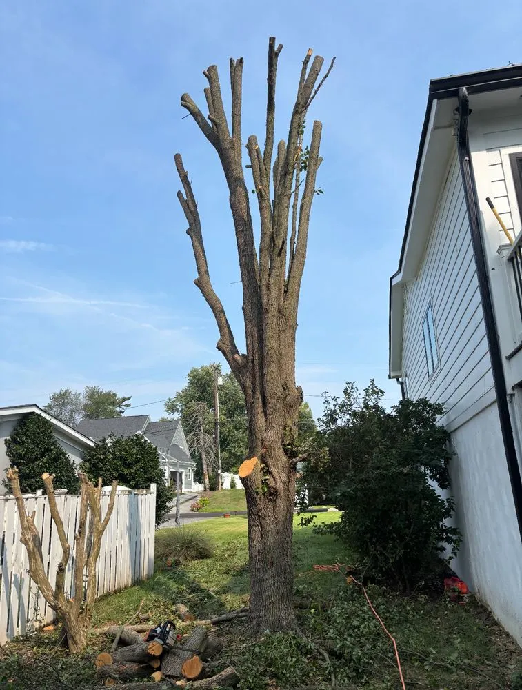Trusted lawn care service in Highland Beach, MD by Elite Landscaping & Tree Removal