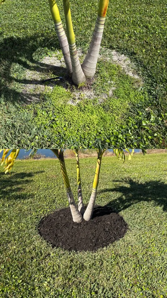 Local lawn care service in Cape Coral, FL by Elite Landscaping