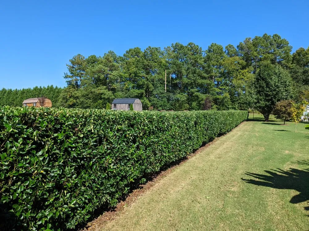Top-rated yard maintenance in Wendell, NC by Elite Landworks