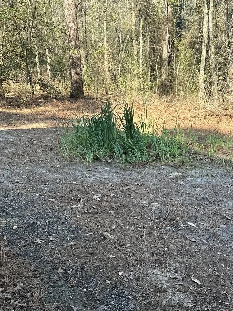 Trusted landscaping services near you in Columbia, SC by Elite Lawn & Landscape