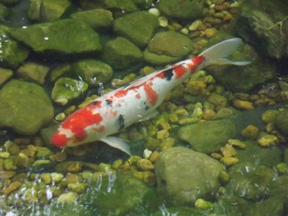 Trusted outdoor landscaping in Poquoson, VA - Elite Lawn & Landscape