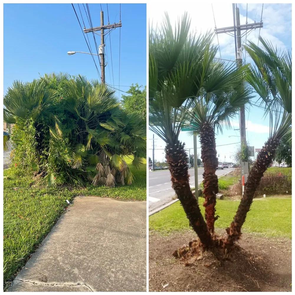 Reliable lawn care service in Lafayette, LA - Elite Lawn And Landscape