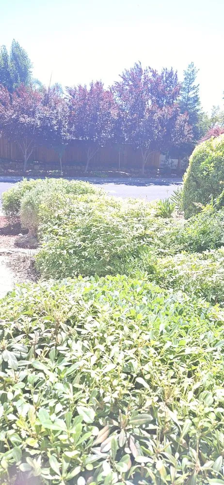 Expert landscaping services experts serving Folsom, CA - Elite Lawn and Yard Care