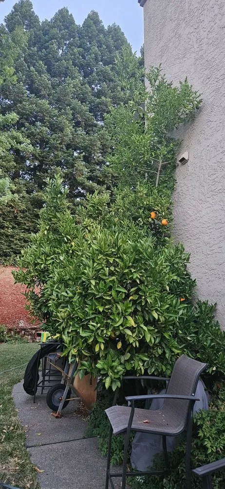 Affordable lawn mowing service in Folsom, CA - Elite Lawn and Yard Care