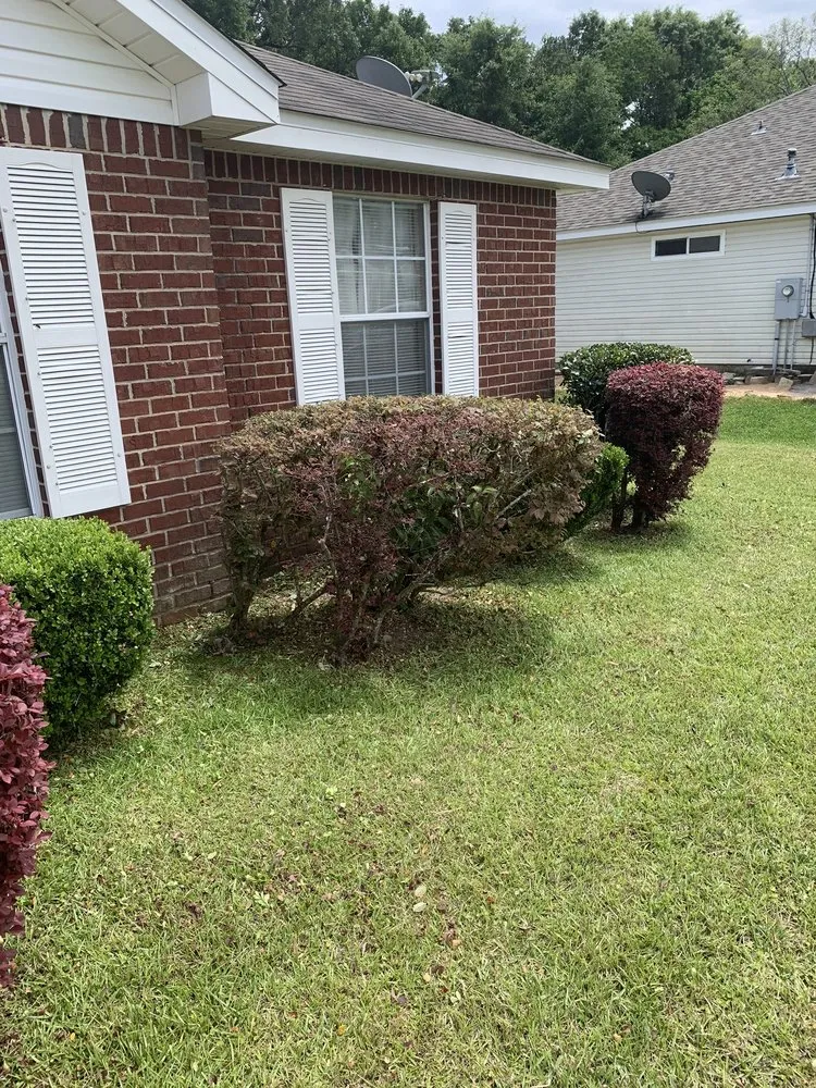Top-rated lawn care service for beautiful yards across Pensacola, FL - Elite Lawn care 850