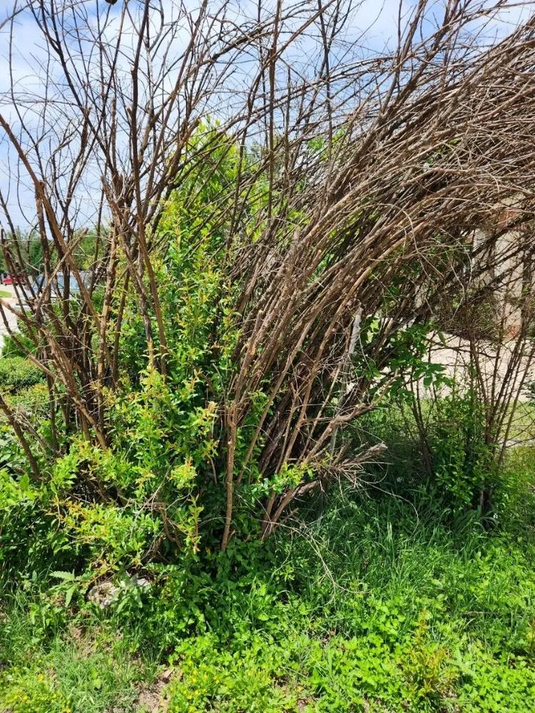 Professional yard maintenance for outdoor upgrades in Cedar Park, TX by Elite Lawn Care