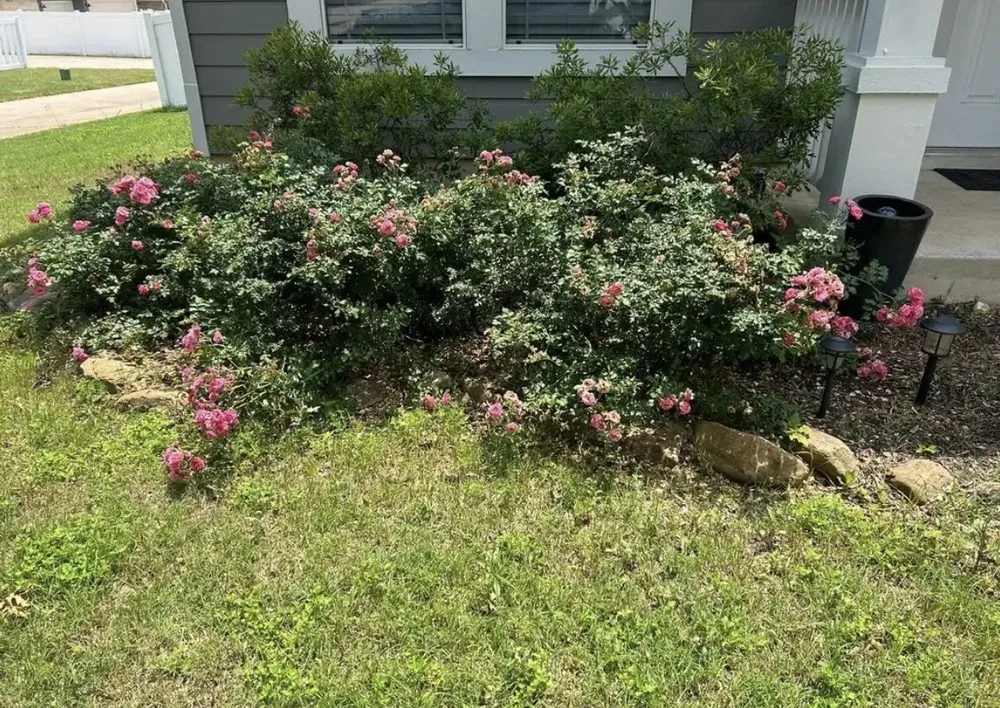 Reliable garden landscaping in Cedar Park, TX by Elite Lawn Care