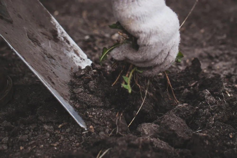 Professional yard cleanup service in Crystal Lake, IL by Elite Lawn Care