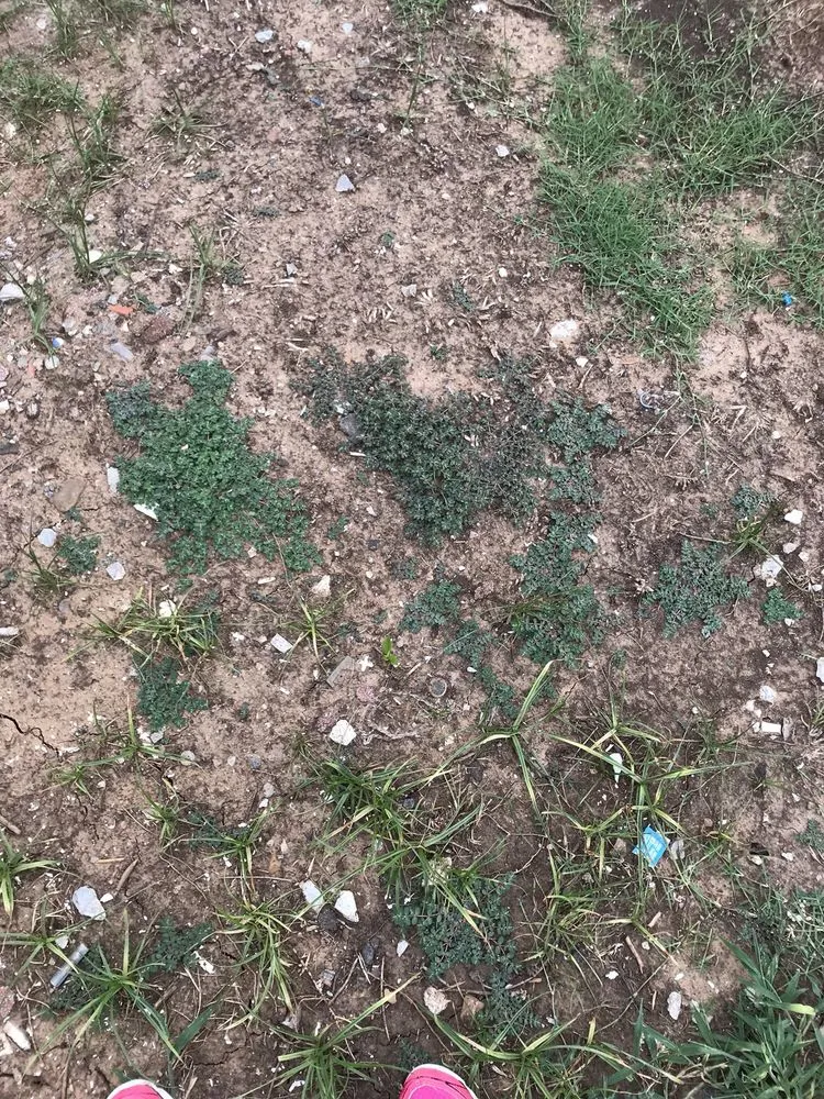 Custom yard maintenance for year-round maintenance in Oklahoma City, OK by Elite Lawn Care