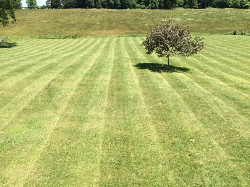 Top-rated yard cleanup service in Springfield, MO by Elite Lawn Care