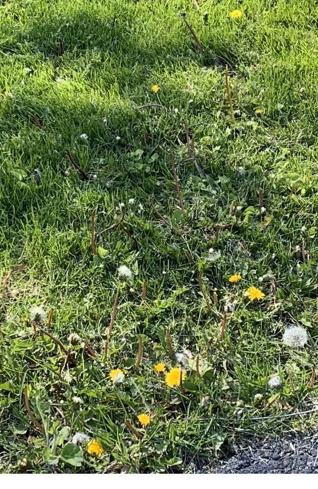 Custom outdoor landscaping near you in Downers Grove, IL by Elite Lawn Services