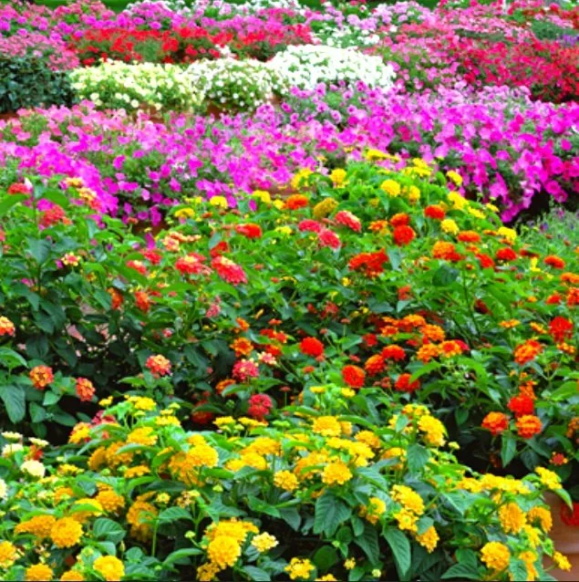 Local yard maintenance in Downers Grove, IL - Elite Lawn Services