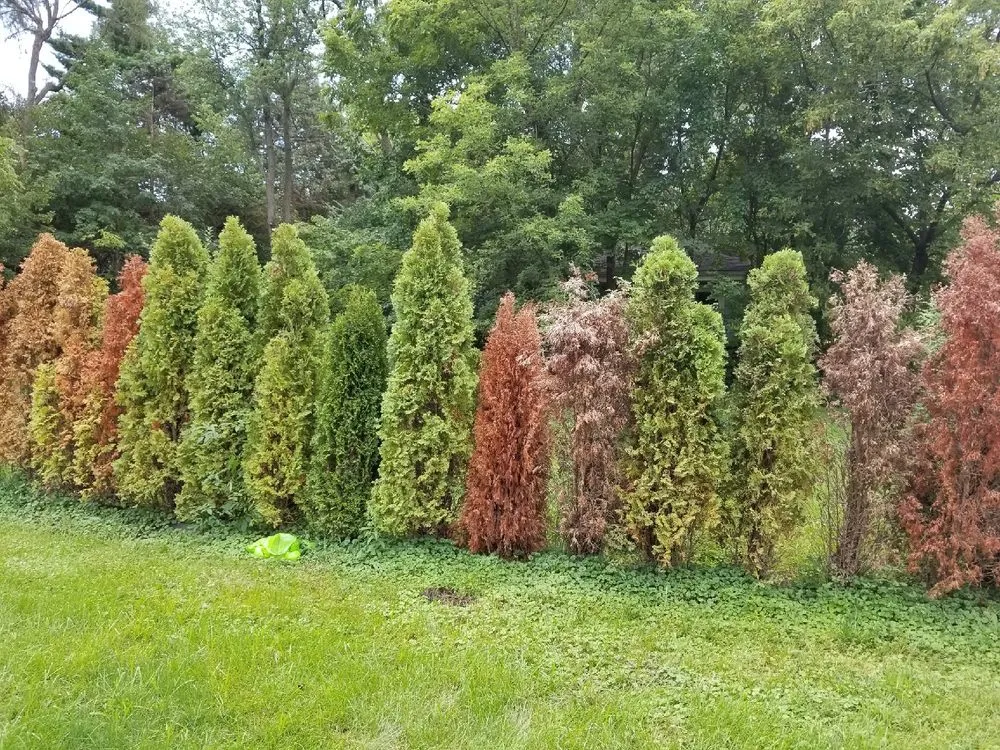 Professional landscape installation for beautiful yards in Downers Grove, IL by Elite Lawn Services