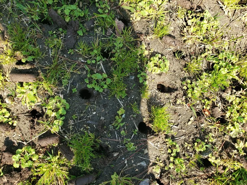 Professional landscape installation for outdoor upgrades in Gray, GA by Elite Lawn Solutions & Pressure Washing