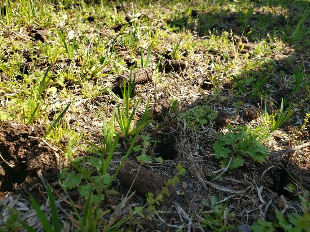 Affordable landscape installation with custom design across Gray, GA - Elite Lawn Solutions & Pressure Washing