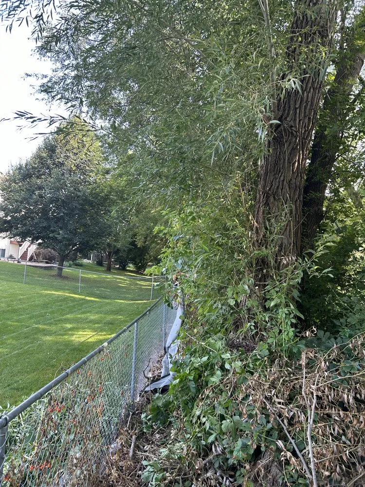 Professional yard cleanup service in Owatonna, MN by Elite Lawns