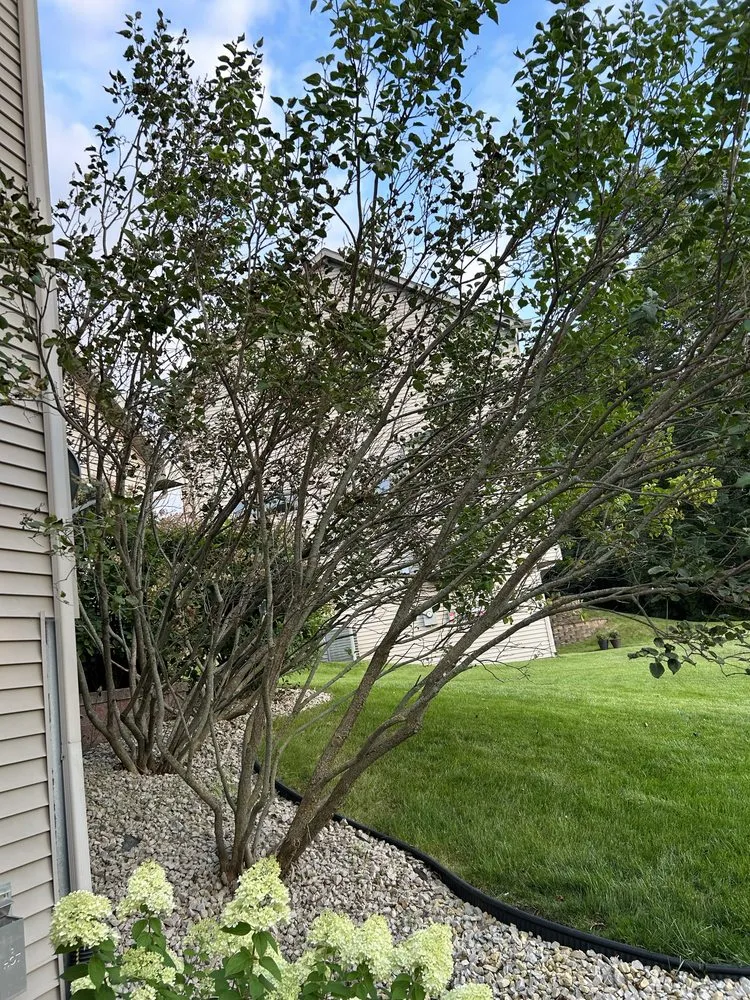 Professional yard cleanup service for residential properties across Owatonna, MN - Elite Lawns