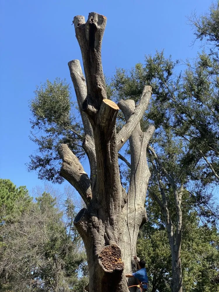 Professional landscaping services for beautiful yards across Tyler, TX - Elite Lawn&Tree Services