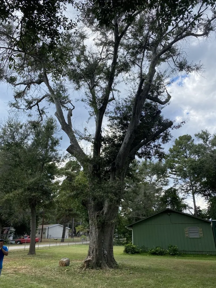 Trusted landscaping services in Tyler, TX by Elite Lawn&Tree Services