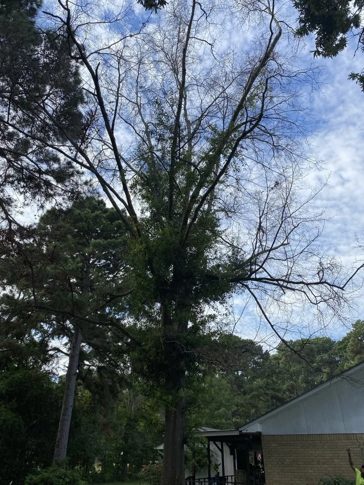 Custom landscape installation for year-round maintenance in Tyler, TX by Elite Lawn&Tree Services