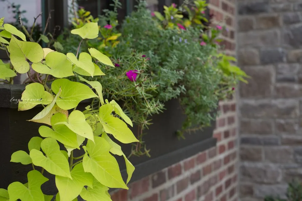 Local yard maintenance for beautiful yards across Rogersville, MO - Elite Outdoor Innovations